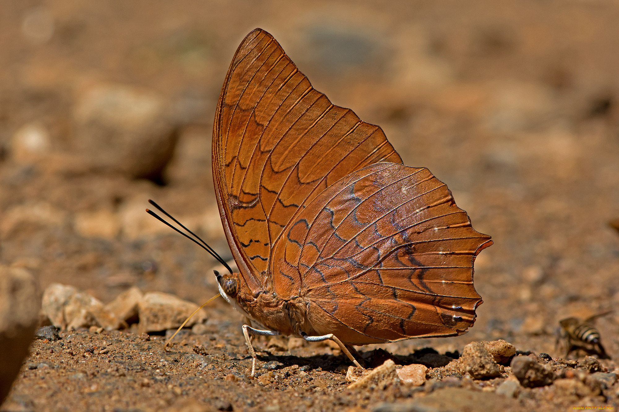 charaxes marmax - yellow rajah, , ,  ,  , 
